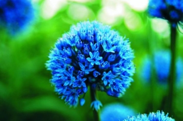 Allium Caeruleum (Azureum)